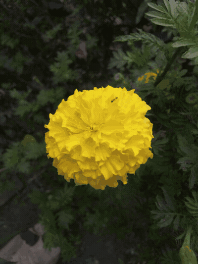 A Close Up Of A Pink Flower With Green Leaves GIF