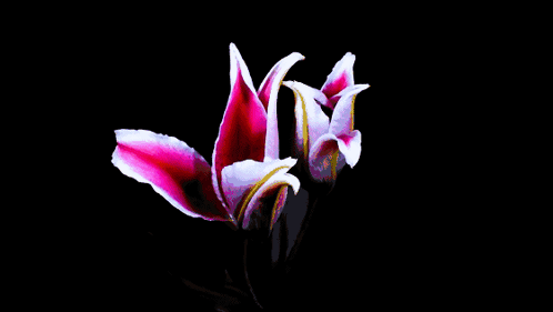 A Close Up Of A Pink Flower With White Petals On A Black Background GIF