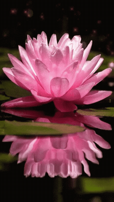 A Close Up Of A Pink Lotus Flower In A Pond GIF