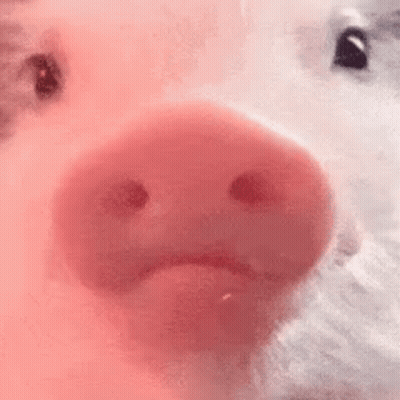 A Close Up Of A Pink Pig 'S Nose With A Sad Face On It . GIF