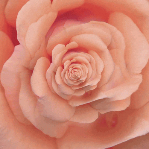 A Close Up Of A Pink Rose Showing The Petals GIF