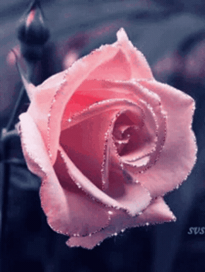 A Close Up Of A Pink Rose With Glitter On It GIF