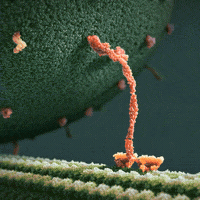 A Close Up Of A Plant With A Few Tiny Flowers On It GIF