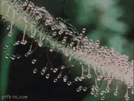 A Close Up Of A Plant With A Lot Of Water Drops On It . GIF
