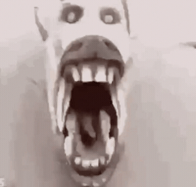 A Close Up Of A Polar Bear 'S Mouth With Its Mouth Open . GIF