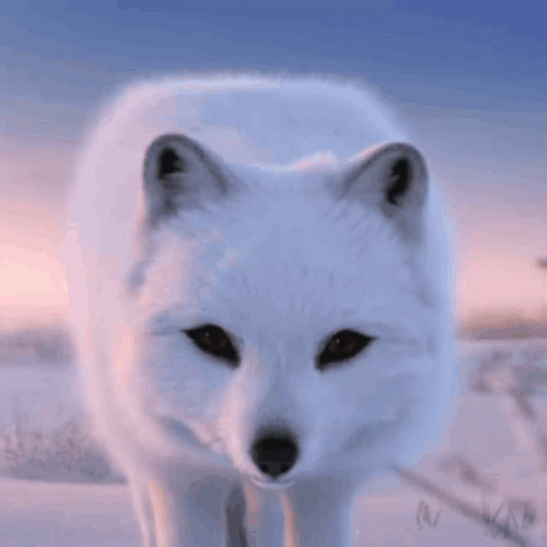 A Close Up Of A Polar Fox 'S Face Looking At The Camera GIF