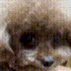 A Close Up Of A Poodle 'S Face With A Blurry Background GIF