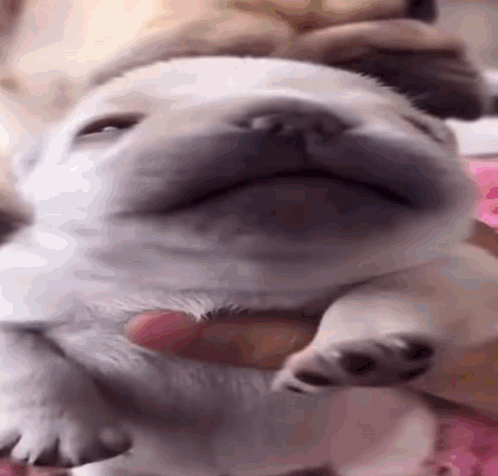 A Close Up Of A Pug Puppy Sleeping On A Pink Blanket . GIF