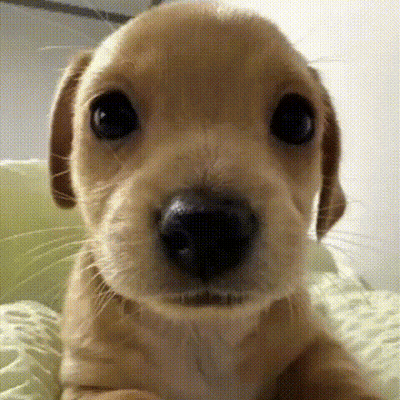 A Close Up Of A Puppy 'S Nose Looking At The Camera On A Bed . GIF