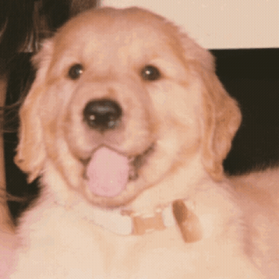 A Close Up Of A Puppy With Its Pink Tongue Out GIF