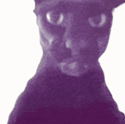 A Close Up Of A Purple Cat 'S Face With A White Background GIF
