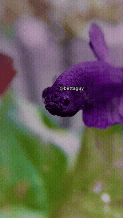 A Close Up Of A Purple Fish With The Name Bettaguy On It GIF