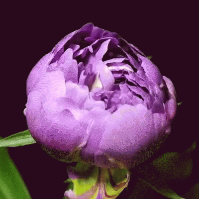 A Close Up Of A Purple Flower On A Black Background GIF