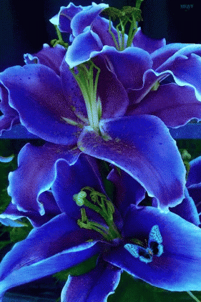 A Close Up Of A Purple Flower With A Green Stem GIF