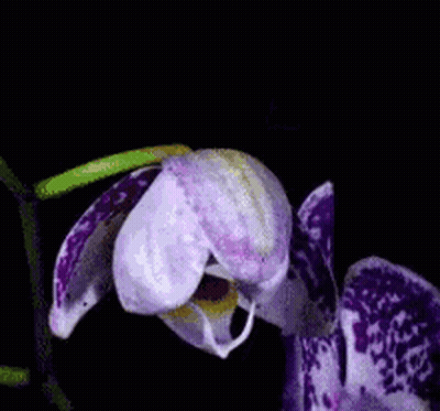 A Close Up Of A Purple Flower With A Yellow Center GIF