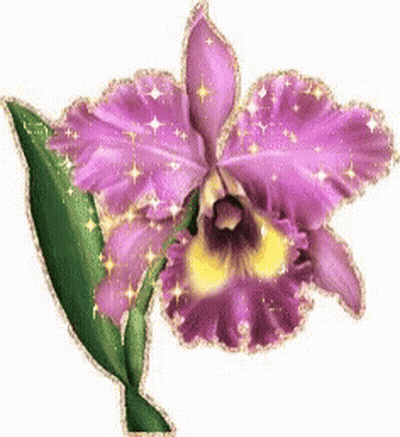 A Close Up Of A Purple Flower With A Yellow Center GIF