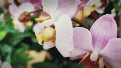 A Close Up Of A Purple Flower With Yellow Center GIF