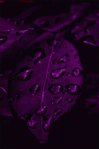 A Close Up Of A Purple Leaf With Water Drops GIF