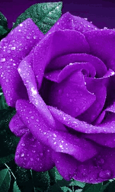 A Close Up Of A Purple Rose With Water Drops On It 'S Petals GIF