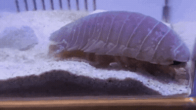 A Close Up Of A Purple Worm In A Glass Tank GIF