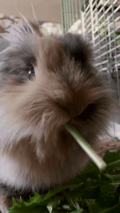 A Close Up Of A Rabbit Eating A Piece Of Green Grass GIF