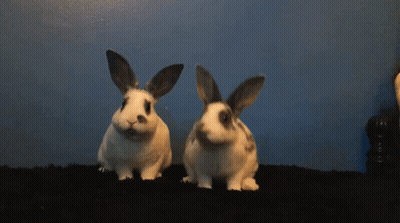 A Close Up Of A Rabbit 'S Face Looking At The Camera GIF