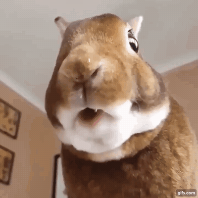 A Close Up Of A Rabbit 'S Face With Its Mouth Open And A Drop Of Water On Its Nose . GIF