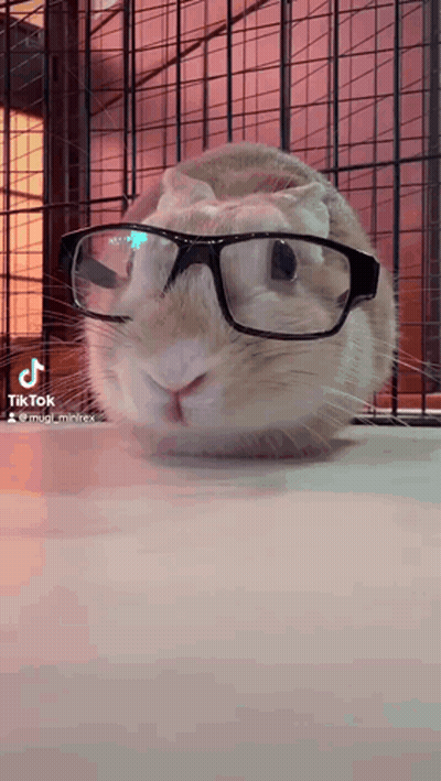 A Close Up Of A Rabbit Wearing Glasses With Tik Tok Written On The Bottom GIF