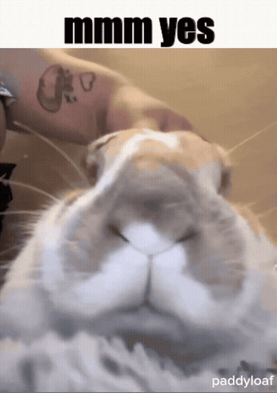 a close up of a rabbit with a caption that says " mmmm yes "
