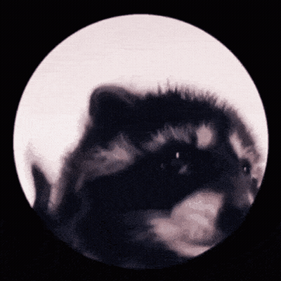 A Close Up Of A Raccoon In A Circle With A Black Background GIF