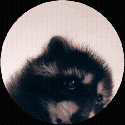 A Close Up Of A Raccoon In A Circle With A White Background GIF