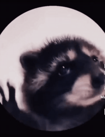 A Close Up Of A Raccoon In A Circle With The Letter M In The Corner GIF