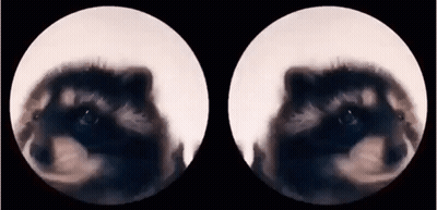 A Close Up Of A Raccoon 'S Eyes In Two Circles GIF