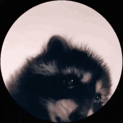 A Close Up Of A Raccoon 'S Face In A Circle . GIF