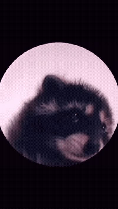 A Close Up Of A Raccoon 'S Face In Front Of A Full Moon GIF