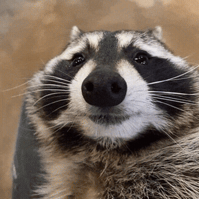 A Close Up Of A Raccoon 'S Face With Its Eyes Closed GIF