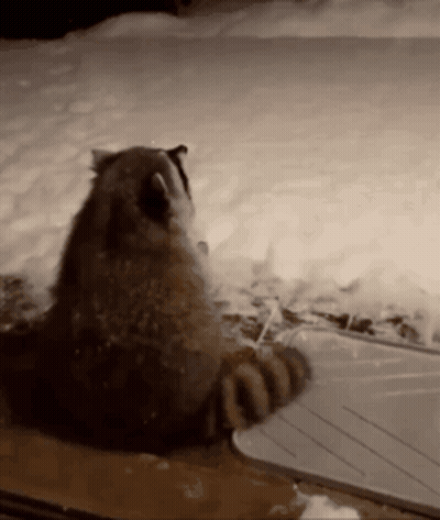 A Close Up Of A Raccoon 'S Paw On A Table In The Snow GIF