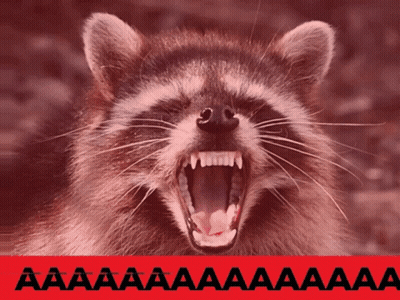 A Close Up Of A Raccoon With Its Mouth Open And The Word Aaa On The Bottom Right GIF