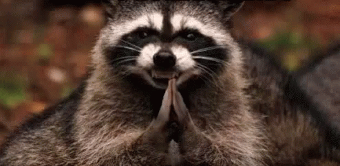 A Close Up Of A Raccoon With Its Paws Folded In Prayer . GIF