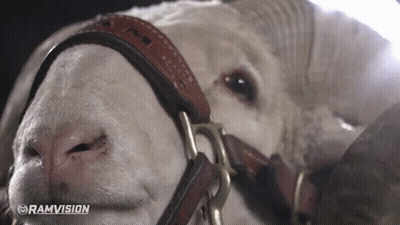 A Close Up Of A Ram 'S Face With The Word Ramvision In The Lower Right Corner GIF