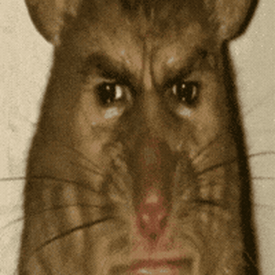 A Close Up Of A Rat With An Angry Look On Its Face . GIF