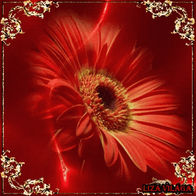 A Close Up Of A Red Flower On A Red Background With Lizavillaga In The Corner GIF