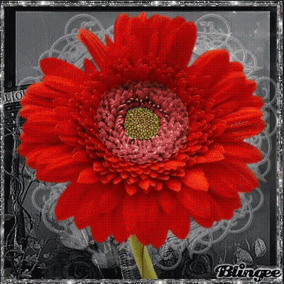 A Close Up Of A Red Flower With A Green Center GIF