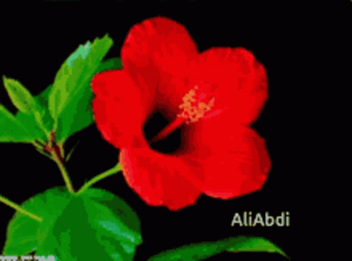 A Close Up Of A Red Flower With The Name Aliabbi On The Bottom GIF