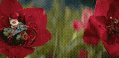 A Close Up Of A Red Flower With Yellow Leaves In The Background GIF