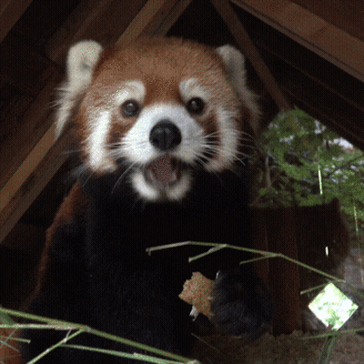 A Close Up Of A Red Panda Eating Something GIF