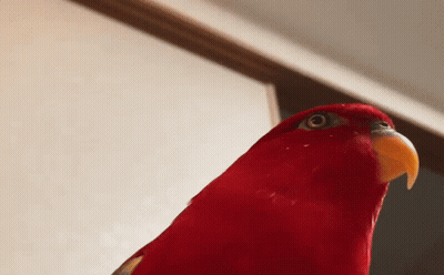 A Close Up Of A Red Parrot 'S Head With A Yellow Beak GIF
