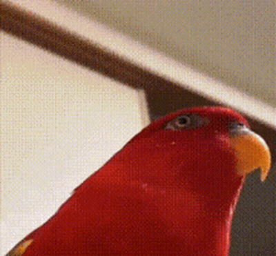 A Close Up Of A Red Parrot With A Yellow Beak Looking At The Camera GIF