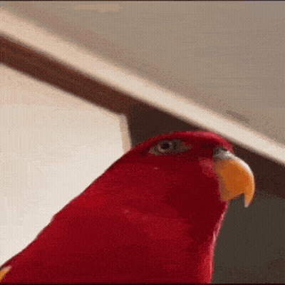 A Close Up Of A Red Parrot With A Yellow Beak Looking At The Camera GIF