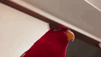 A Close Up Of A Red Parrot With A Yellow Beak Looking Up At The Camera . GIF